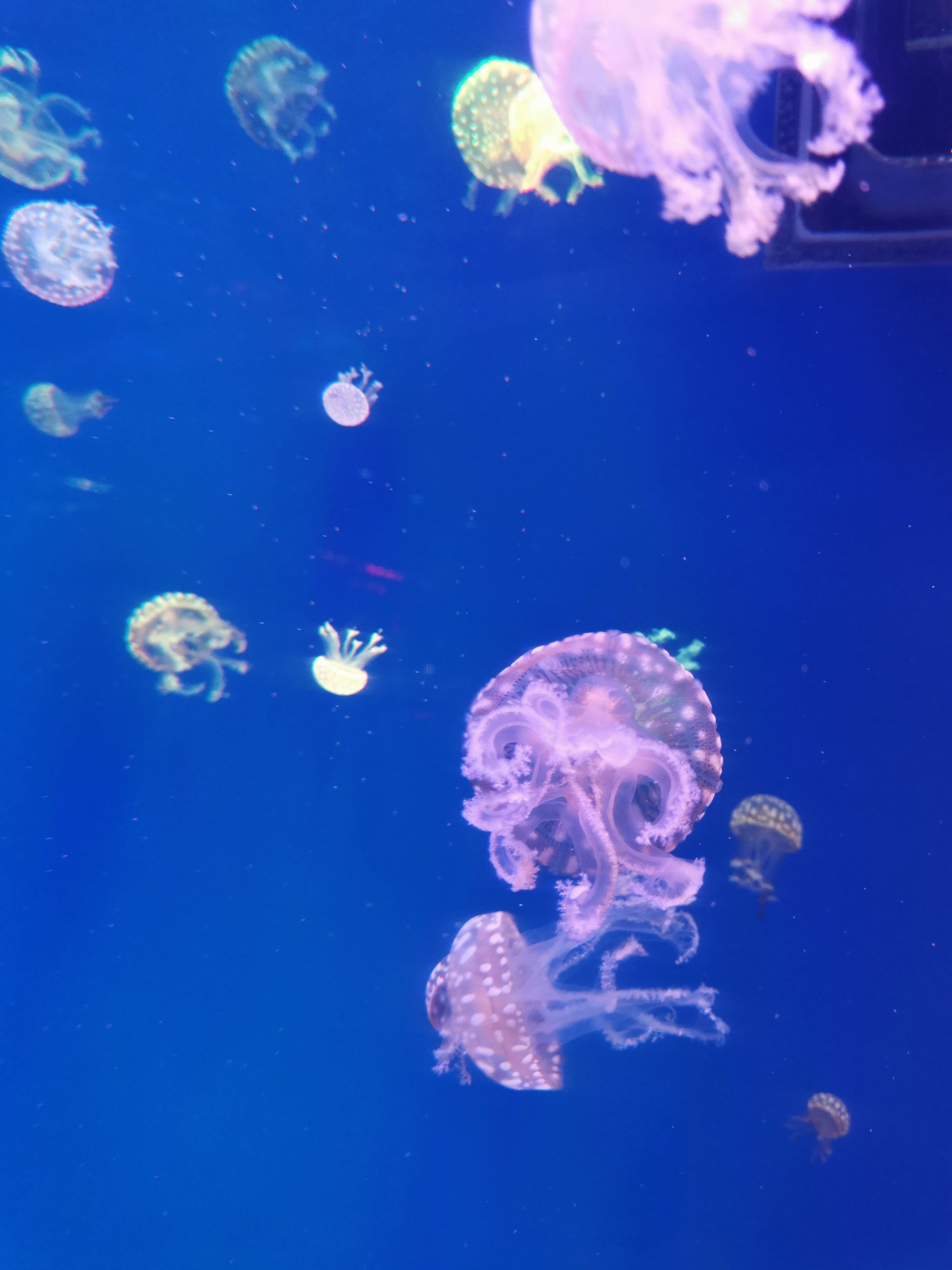 青島海底世界+海上觀光一日游，帶他們來個親密接觸