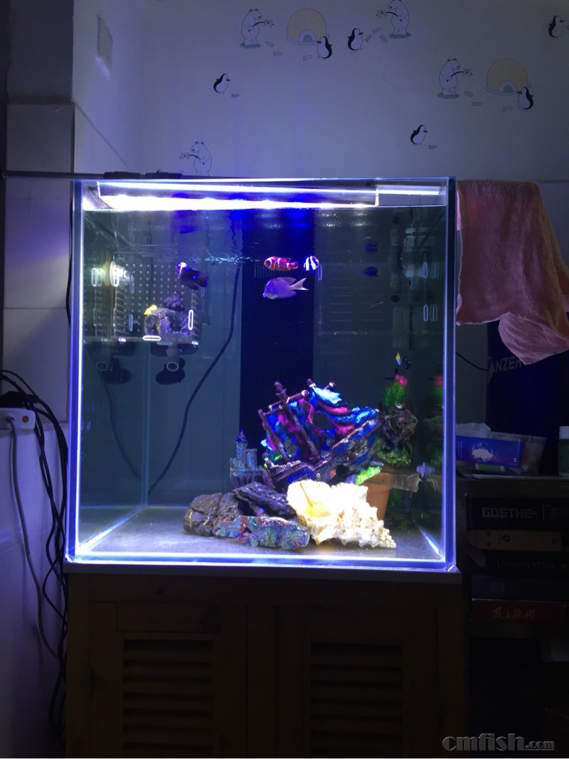 銀龍魚水溫過高怎么救它_銀龍魚水溫_銀龍魚水溫34度