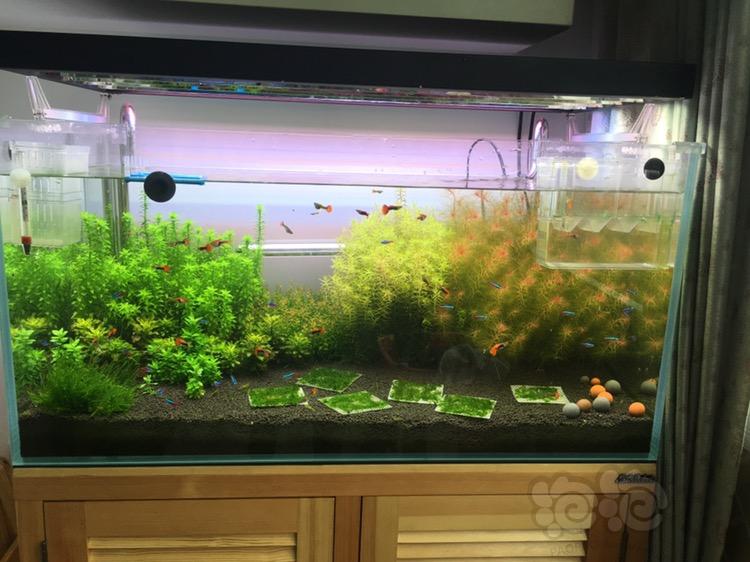 銀龍魚水溫34度_銀龍魚水溫過高怎么救它_銀龍魚水溫