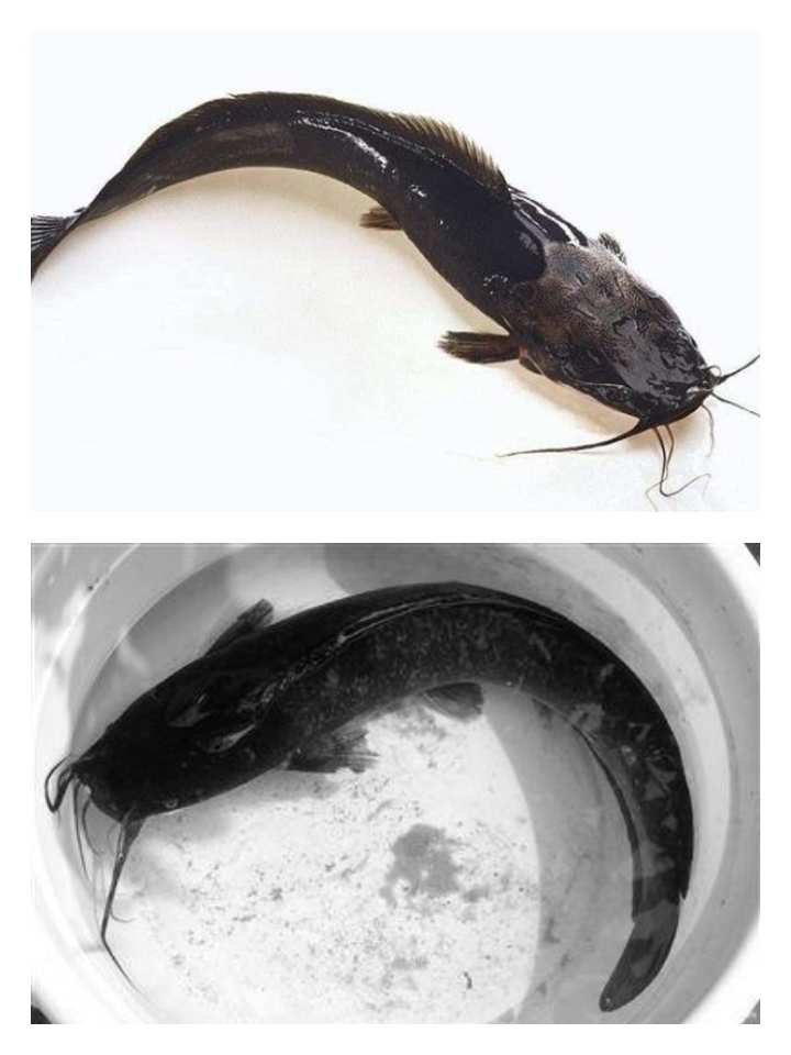 魚的記憶只有7秒？原來這個故事是真的