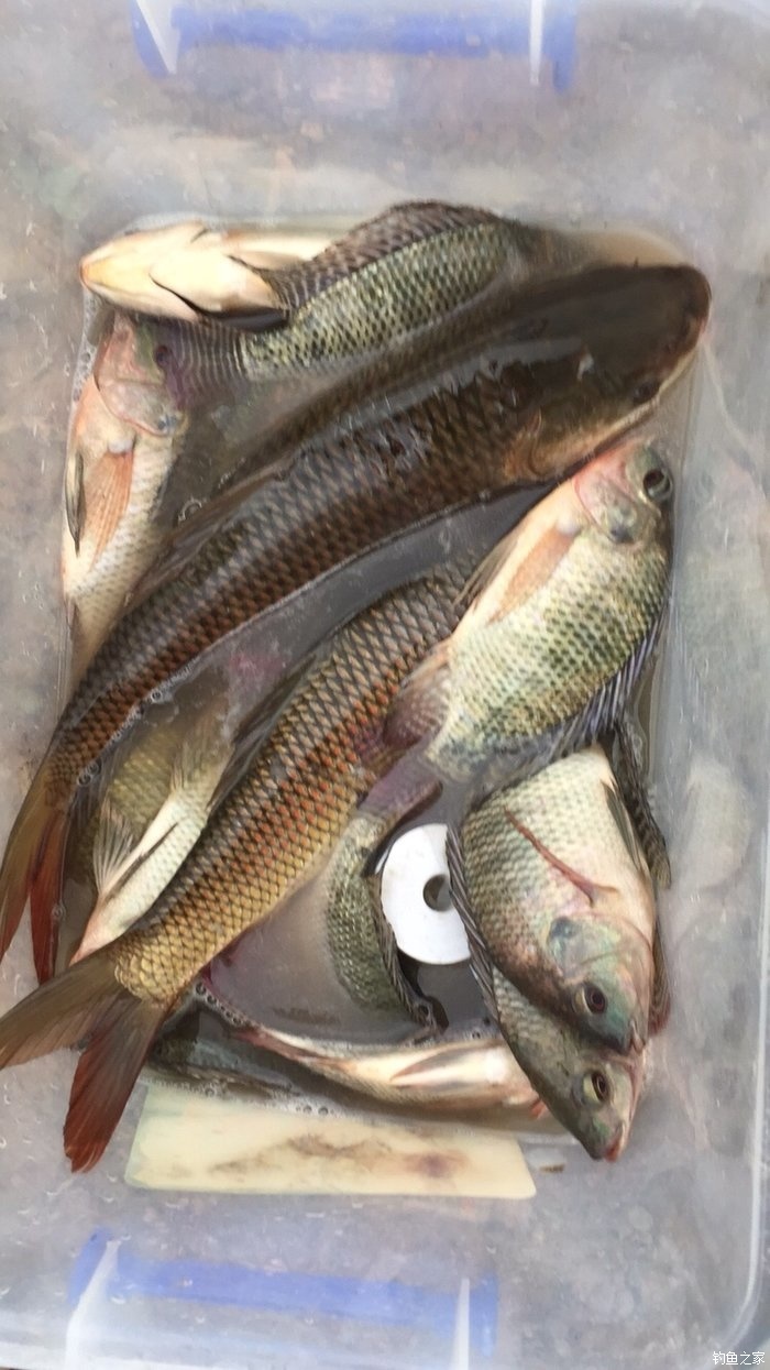 土方法釣黑魚技巧及注意事項_垂釣黑魚技巧_釣黑魚土炮法