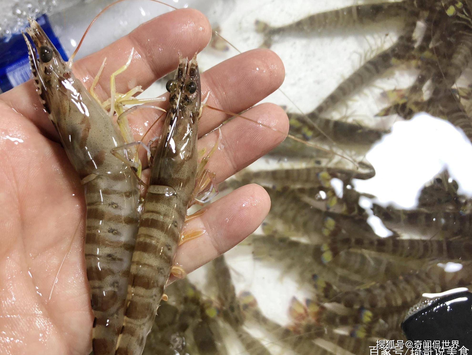 周末大集海鮮市場熱鬧各類海貨吸引顧客前來淘貨