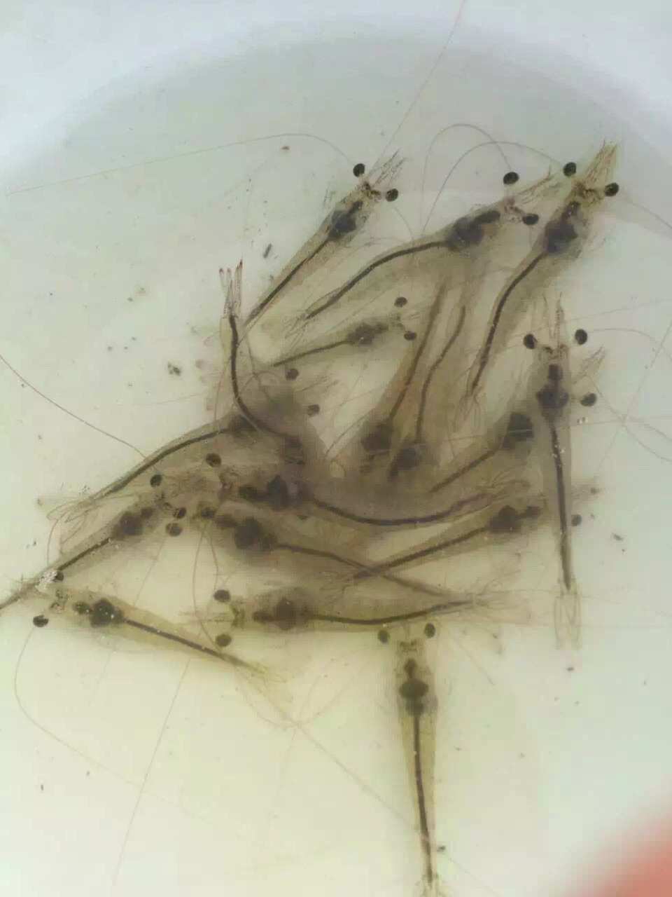 原因蝦變頭黑是什么意思_蝦頭發黑是因為_蝦頭變黑是什么原因