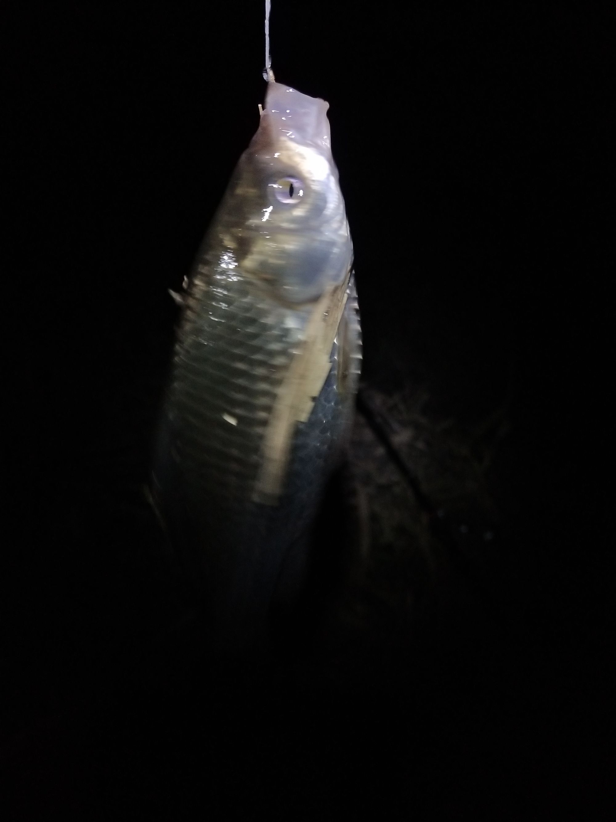 釣小白餌料魚最佳條件是什么_釣小白餌料魚最佳條數是多少_釣小白條魚最佳餌料