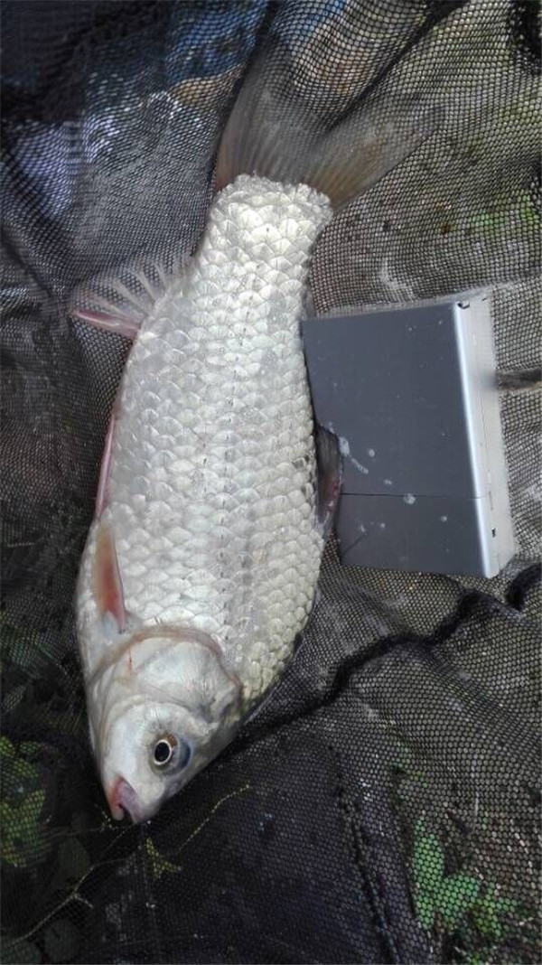 釣小白餌料魚最佳條件是什么_釣小白餌料魚最佳條數是多少_釣小白條魚最佳餌料