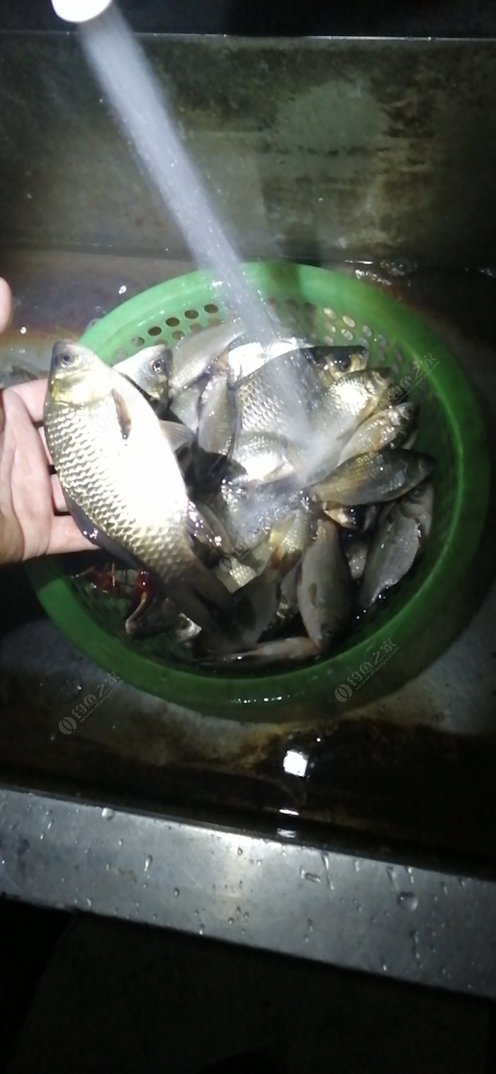 夜釣鯉魚晚上什么時候最佳時間_夜釣鯉魚幾點魚口最好_夜釣鯉魚的最佳時間