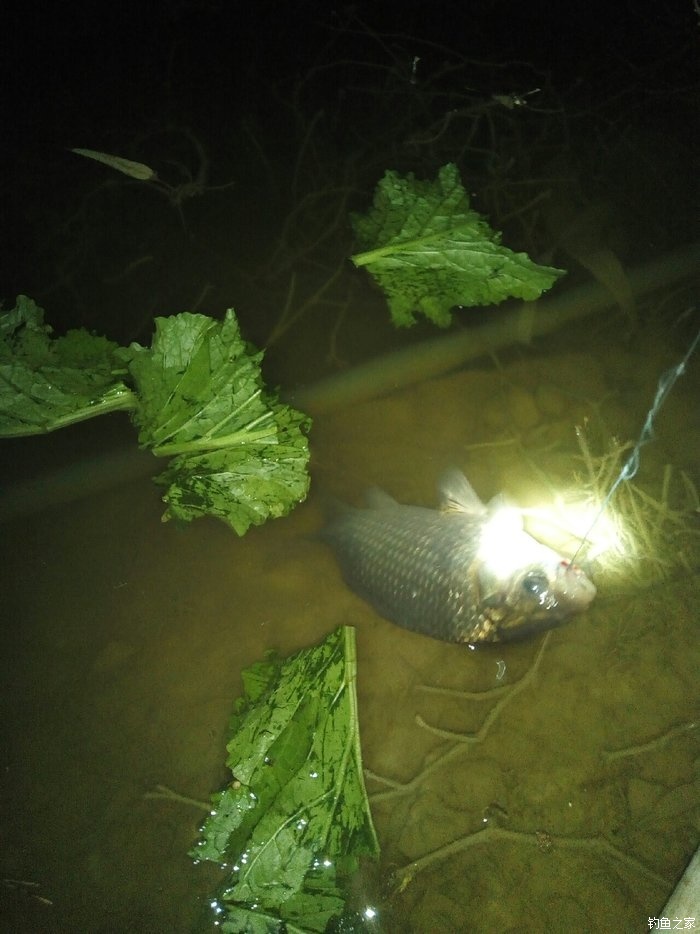 夜釣鯉魚晚上什么時候最佳時間_夜釣鯉魚幾點魚口最好_夜釣鯉魚的最佳時間