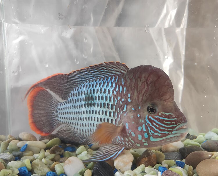 玉面皇冠魚吃什么食物_玉面皇冠魚_玉面皇冠魚怎么起頭