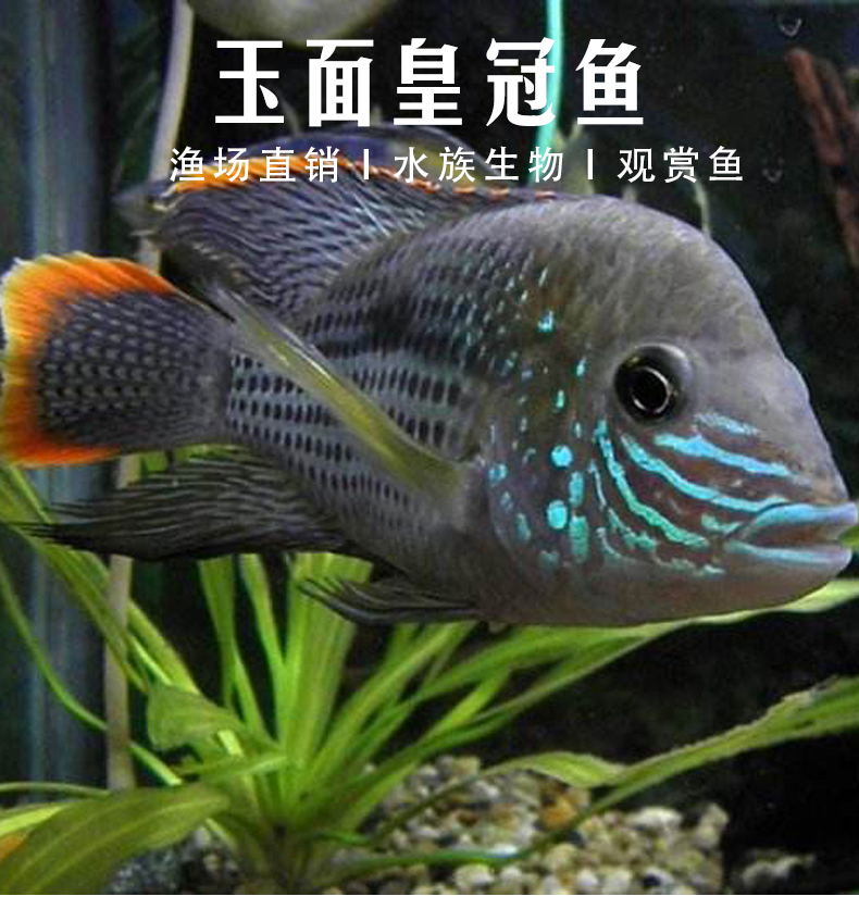 玉面皇冠魚吃什么食物_玉面皇冠魚_玉面皇冠魚怎么起頭