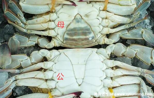 怎么分辨螃蟹公母_分辨螃蟹公母視頻_螃蟹公母怎么分辨