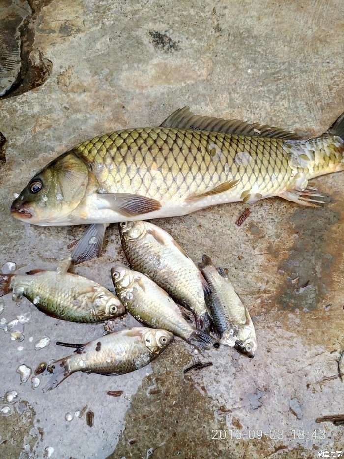 狐貍魚種類_狐貍魚是什么魚_狐貍和魚寓意