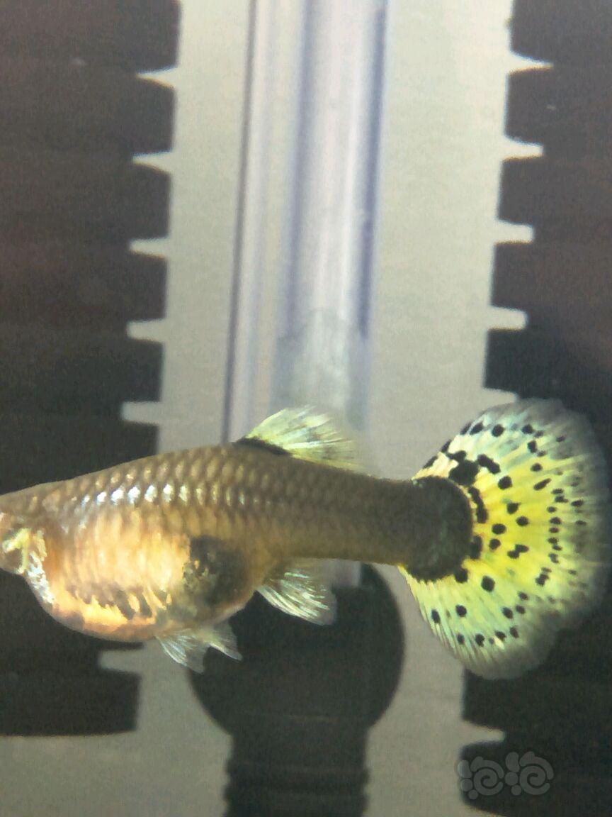 劍尾魚是什么魚_劍尾魚屬_劍尾魚是胎生還是卵生