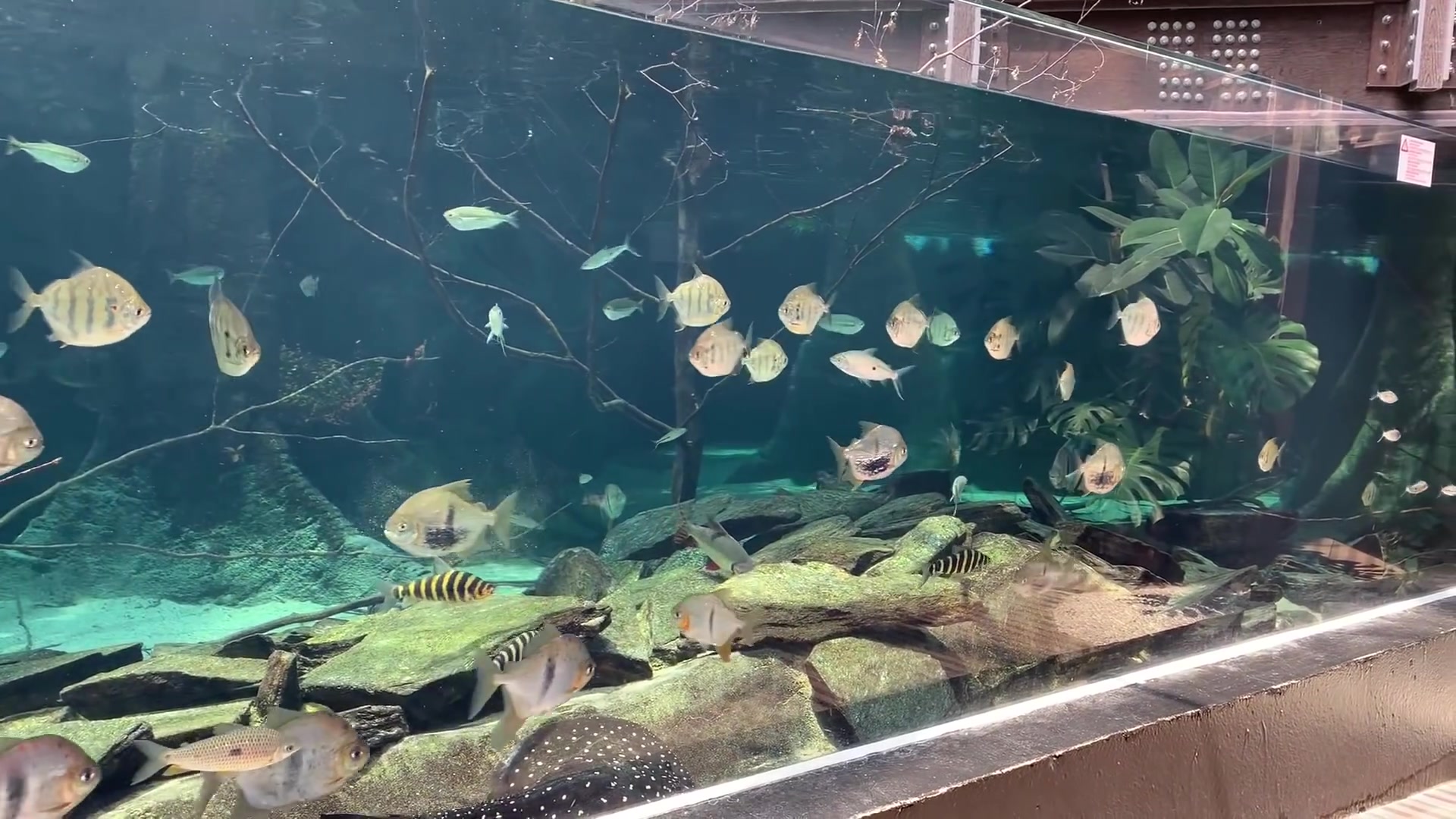 海洋生物強壯的北極熊，從加拿大遠道而來的一角鯨~