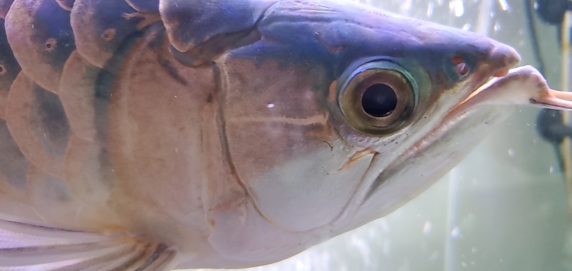 魚青魚是什么魚_青魚大小_大青魚是什么魚