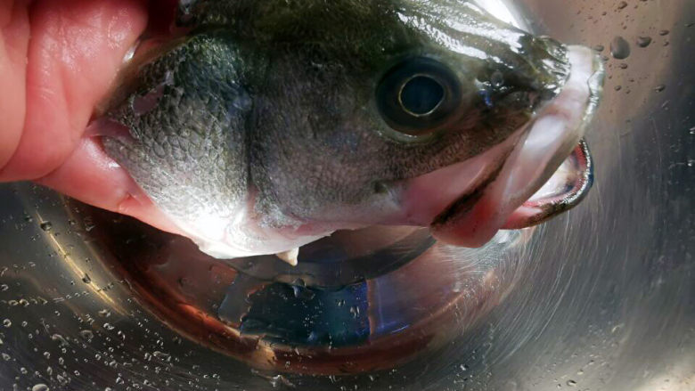 青魚大小_魚青魚是什么魚_大青魚是什么魚