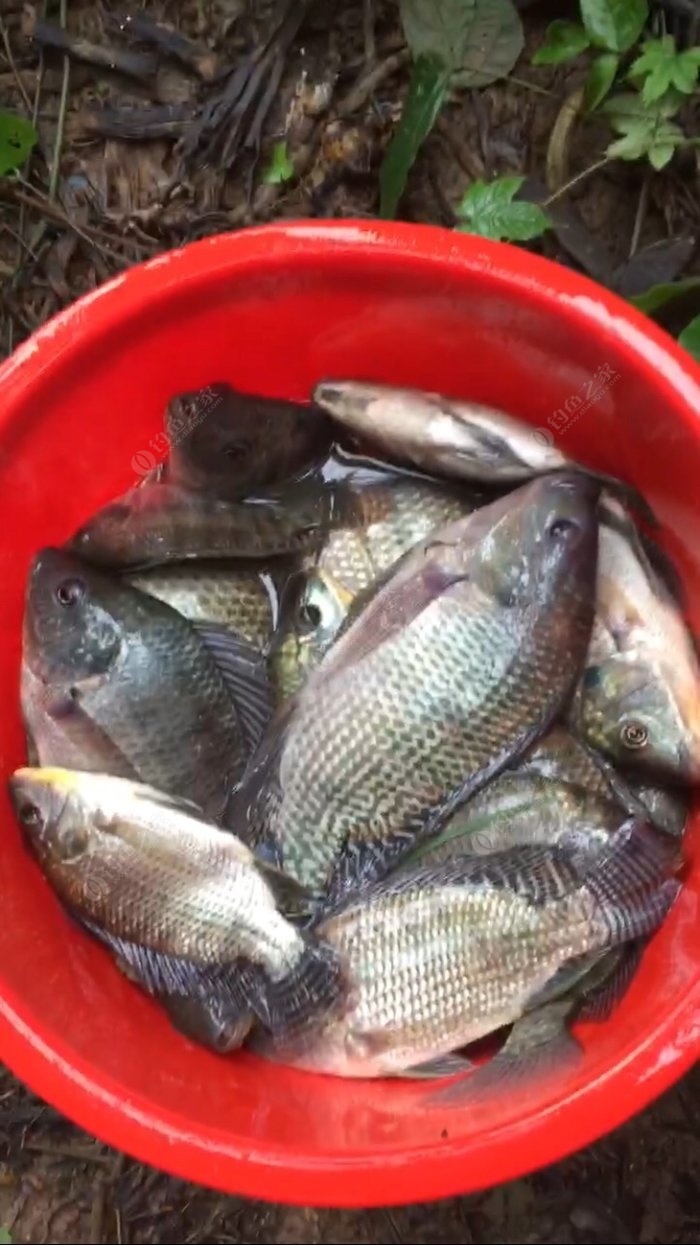 如何才能釣好這種滑口羅非？的垂釣技巧