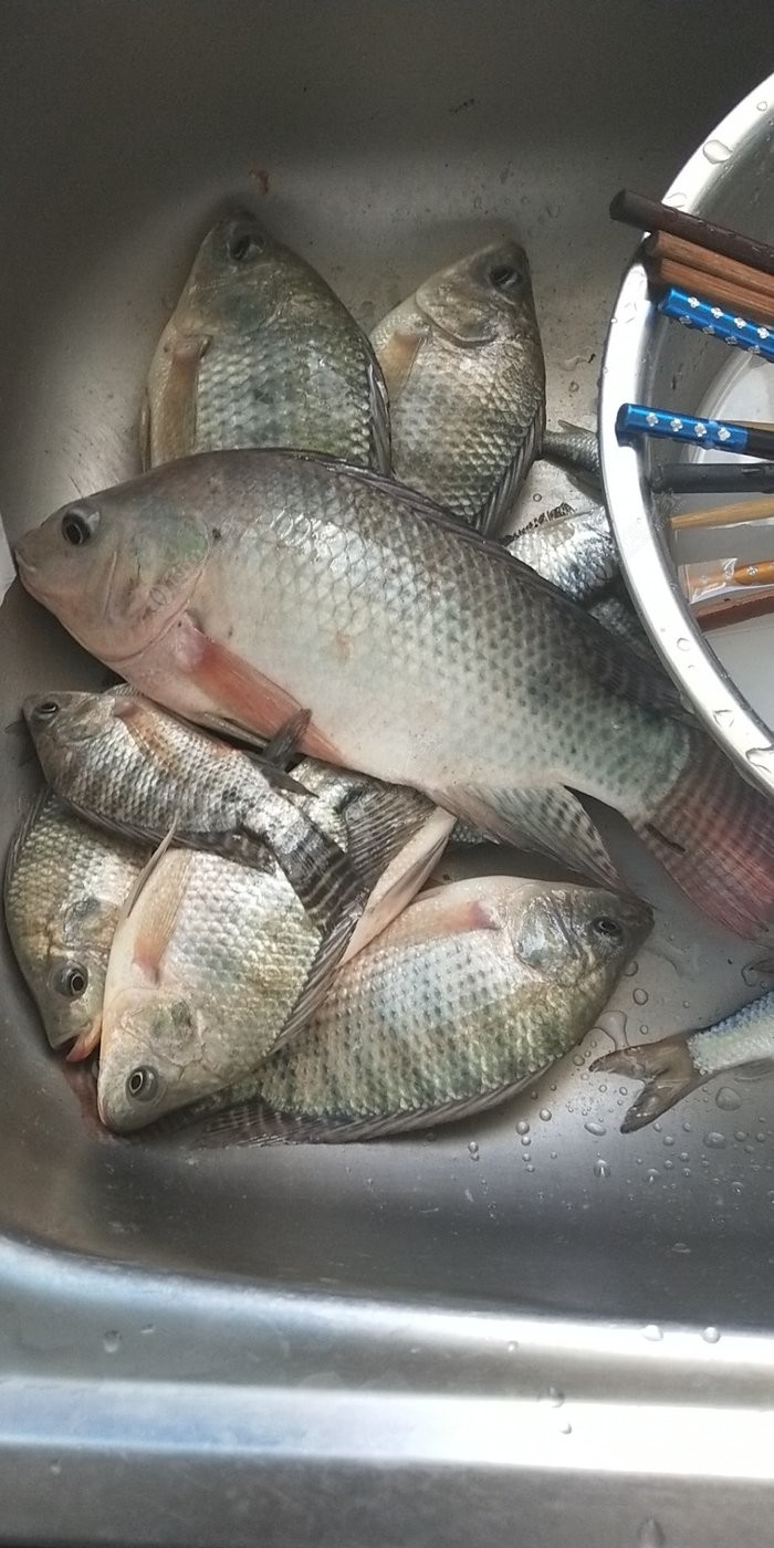 羅非魚怎么釣_釣羅非魚用什么餌料最好_釣羅非魚用什么鉤比較好