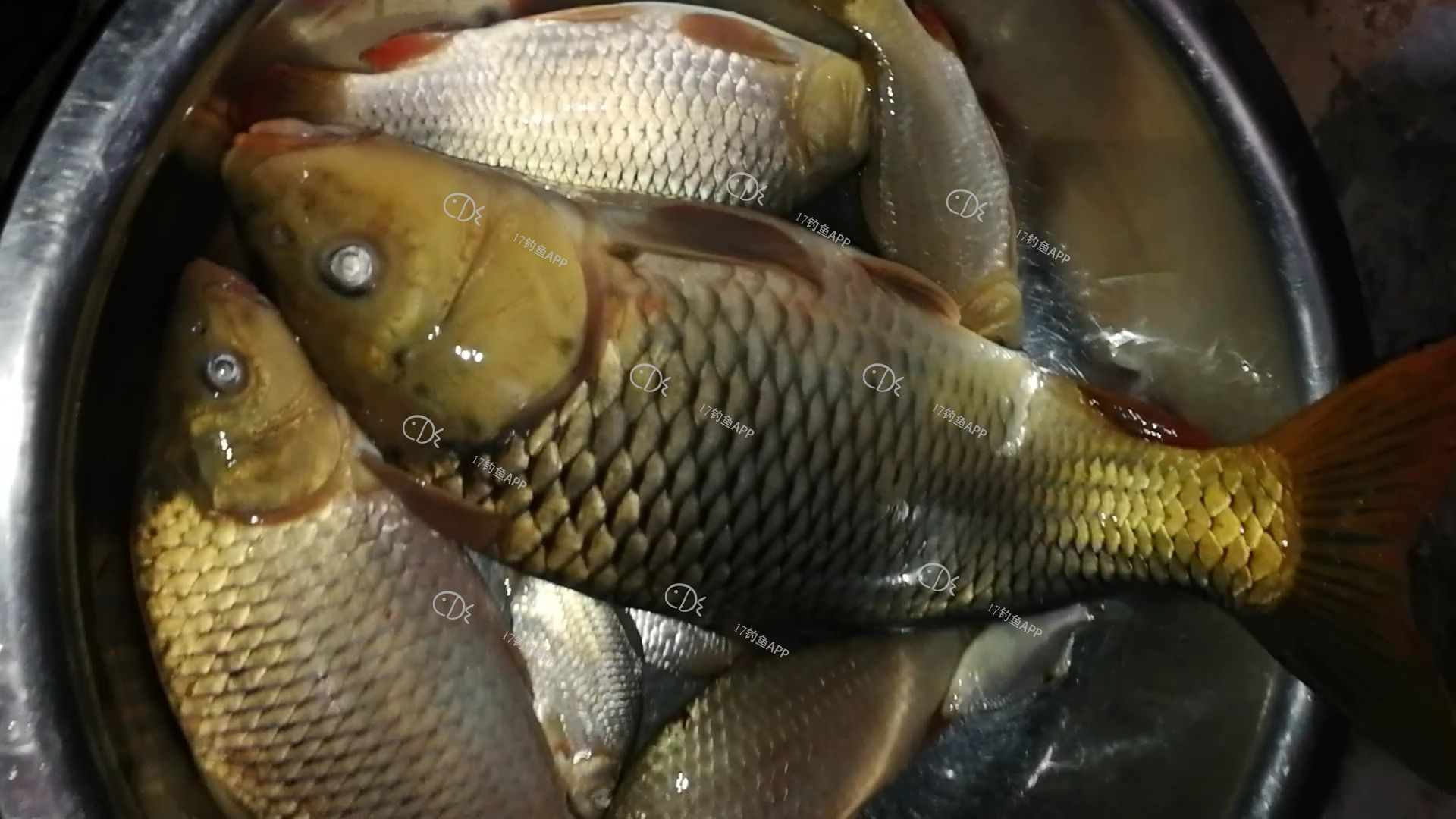 夜釣鯉魚幾點魚口最好_夜釣鯉魚的最佳時間_夜釣鯉魚幾點停口