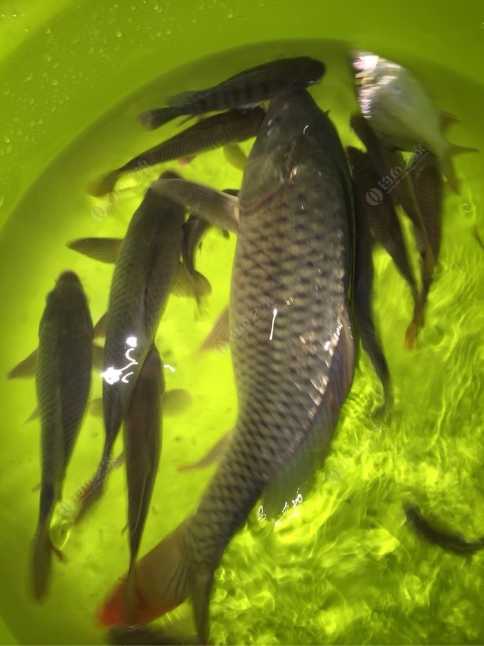 夜釣鯉魚的最佳時間_夜釣鯉魚幾點停口_夜釣鯉魚幾點魚口最好