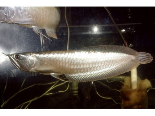 銀龍魚水溫_銀龍魚水溫32度要緊不_銀龍魚水溫34度