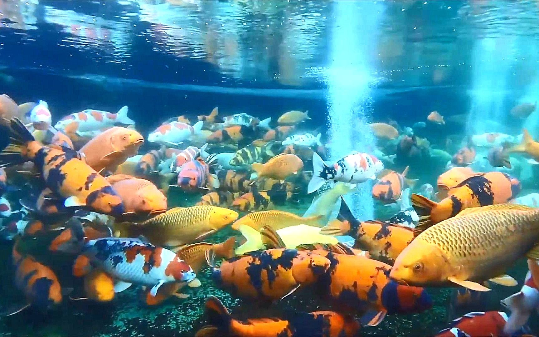 燈魚不能群游？那是因為你沒看錯！