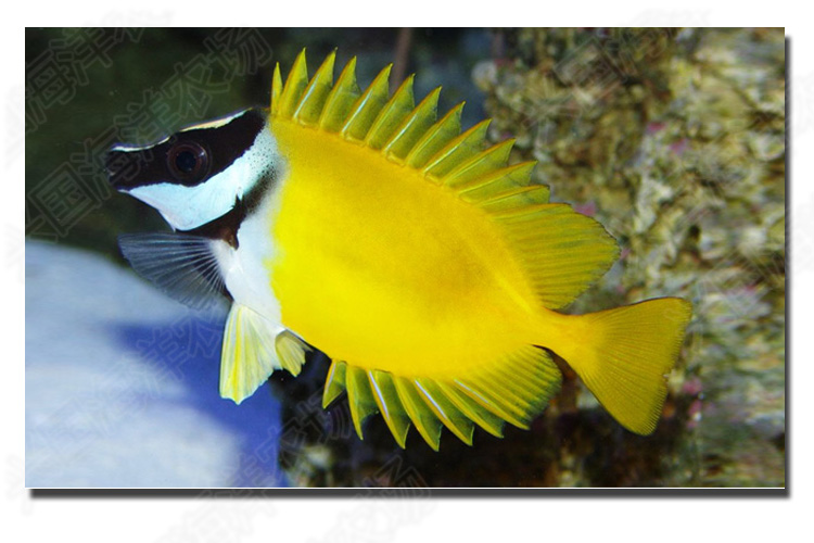 狐貍魚百科_狐貍魚是什么魚_狐貍的魚