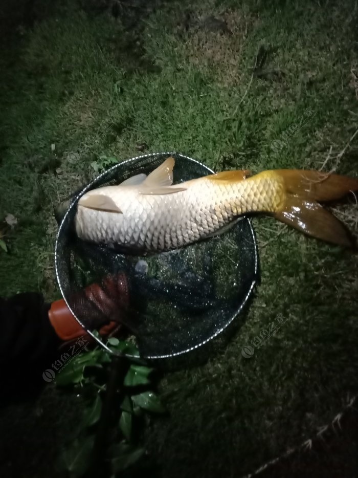 夜釣鯉魚什么時間段最好釣上文已經介紹