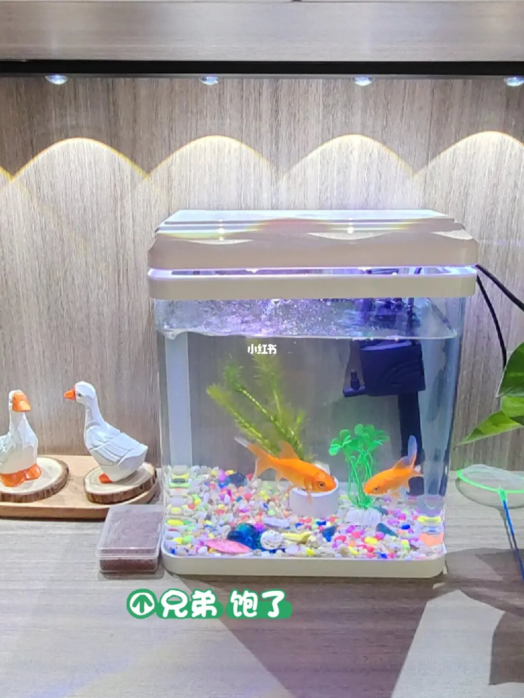 狐貍和魚寓意_狐貍的魚_狐貍魚是什么魚