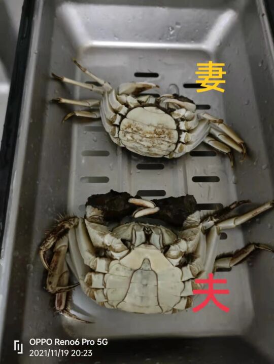 蟹黃公母怎么分？哪個好吃？螃蟹公母區別在哪？