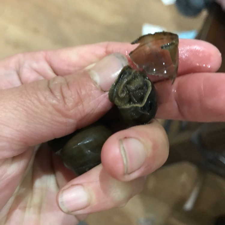青魚是怎么吃螺螄的？是怎樣的呢？