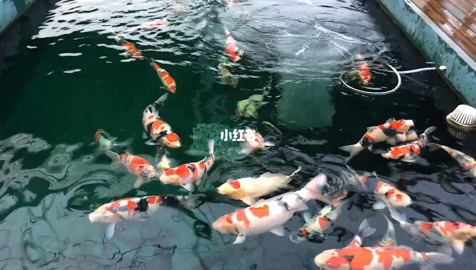 佛山最大的錦鯉養殖集散地之一
