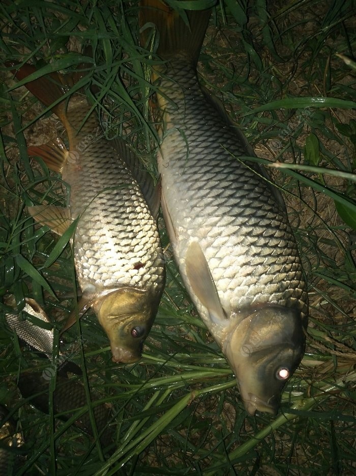 夜釣鯉魚幾點_夜釣鯉魚的最佳時間_夜釣鯉魚幾點開口