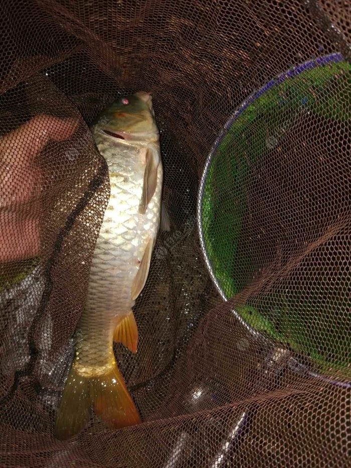 夜釣鯉魚幾點_夜釣鯉魚的最佳時間_夜釣鯉魚幾點開口