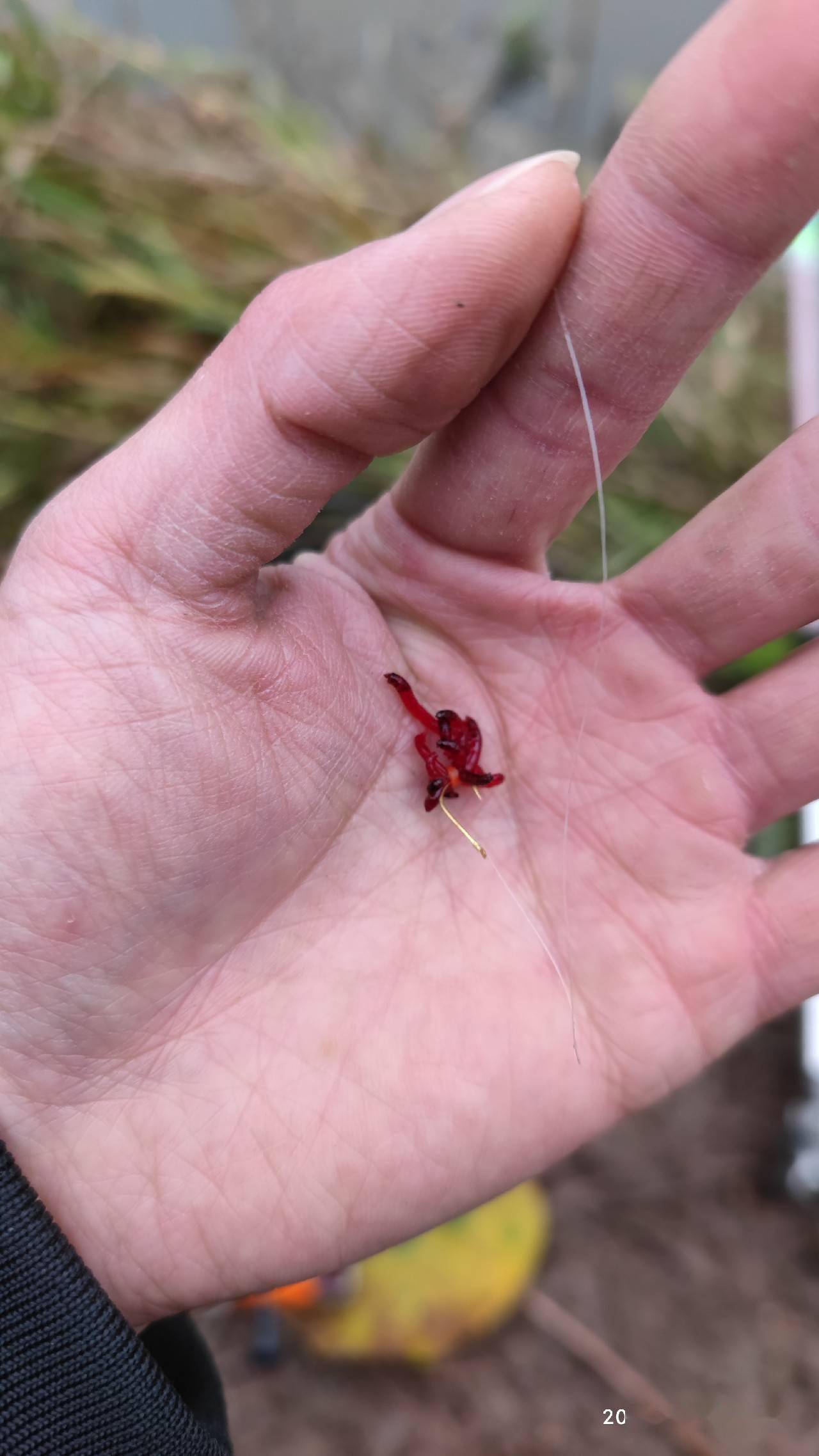 釣魚紅蟲怎么養保存方法_釣魚紅蟲怎么養殖視頻_紅蟲釣魚