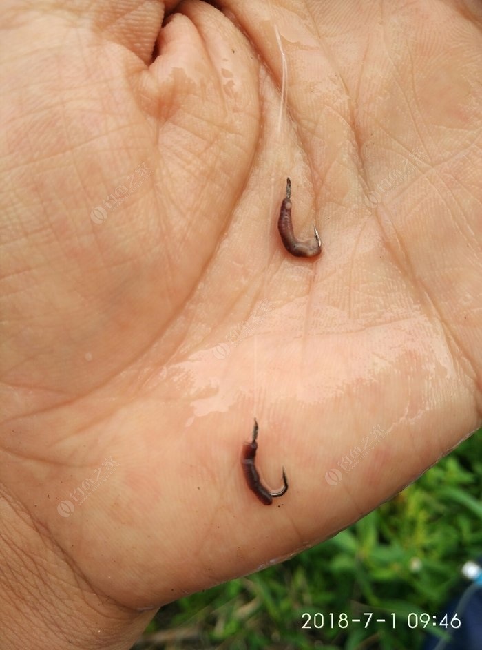（釣魚技巧）用什么魚餌釣到大魚，那么“萬能”就準讓魚兒有來無回