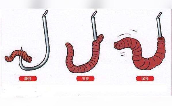釣大魚蚯蚓到底怎么釣_釣魚蚯蚓留多長_為什么蚯蚓釣不到大魚