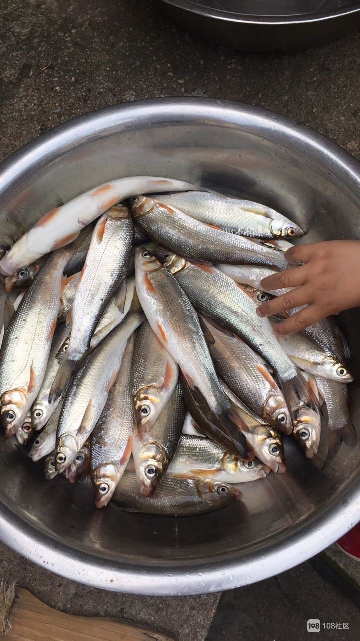 （釣魚技巧）白條魚不吃鉤的情況下怎么辦？