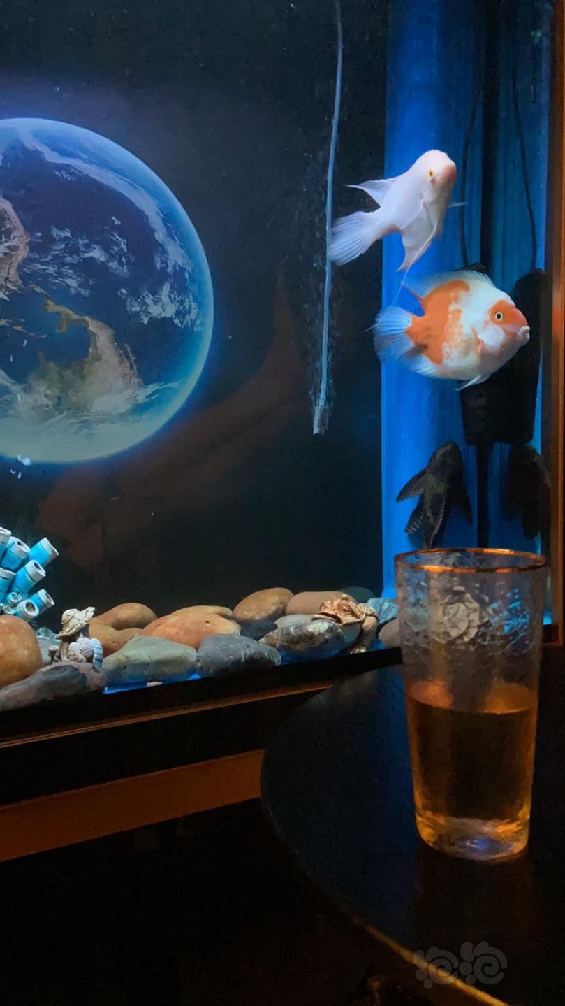 3d夢幻水族動態壁紙3.5版_夢幻水族館動態屏保_夢幻水族館屏保動態壁紙