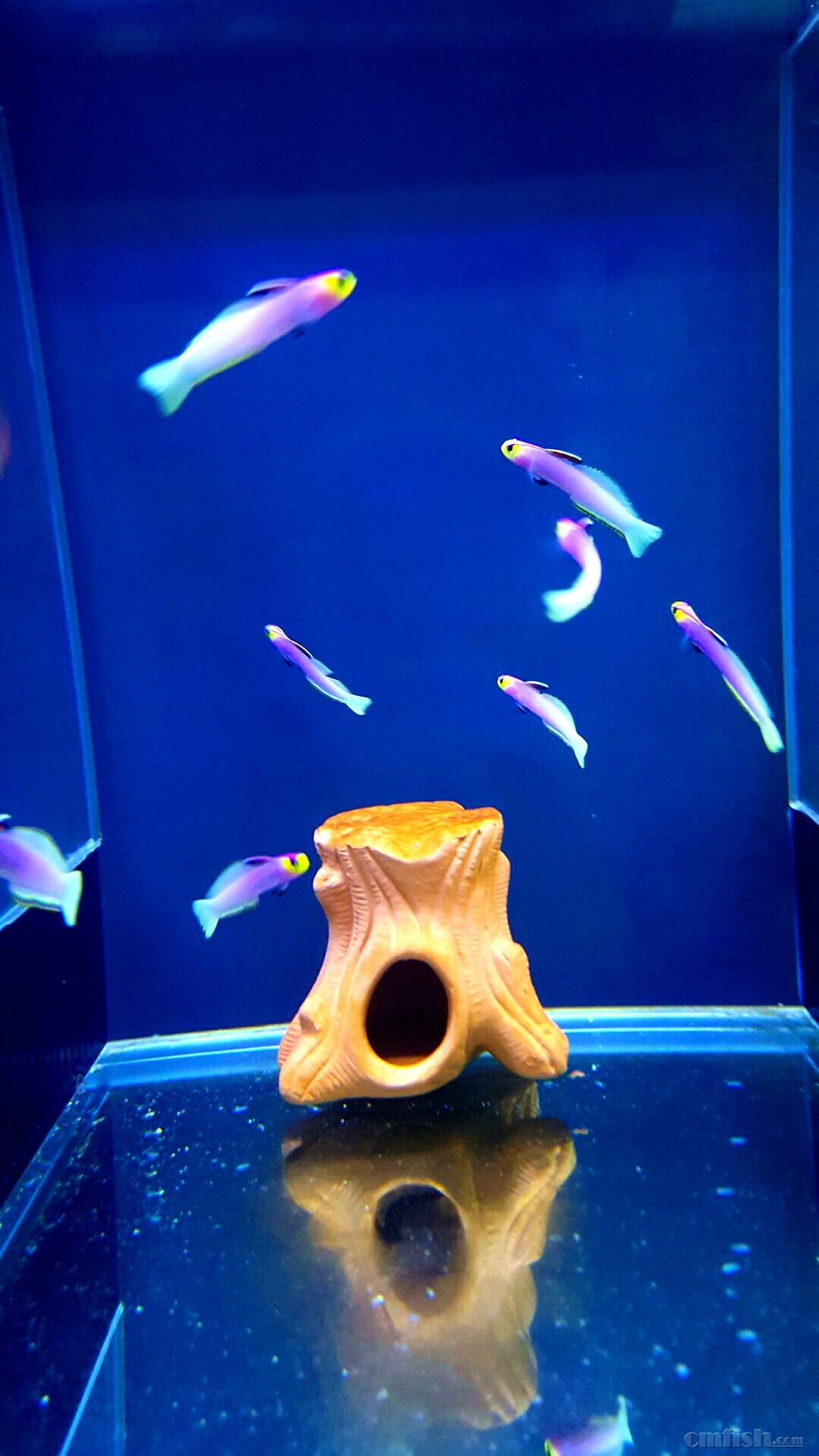 3d夢幻水族動態壁紙3.5版_夢幻水族館動態屏保_夢幻水族館屏保動態壁紙