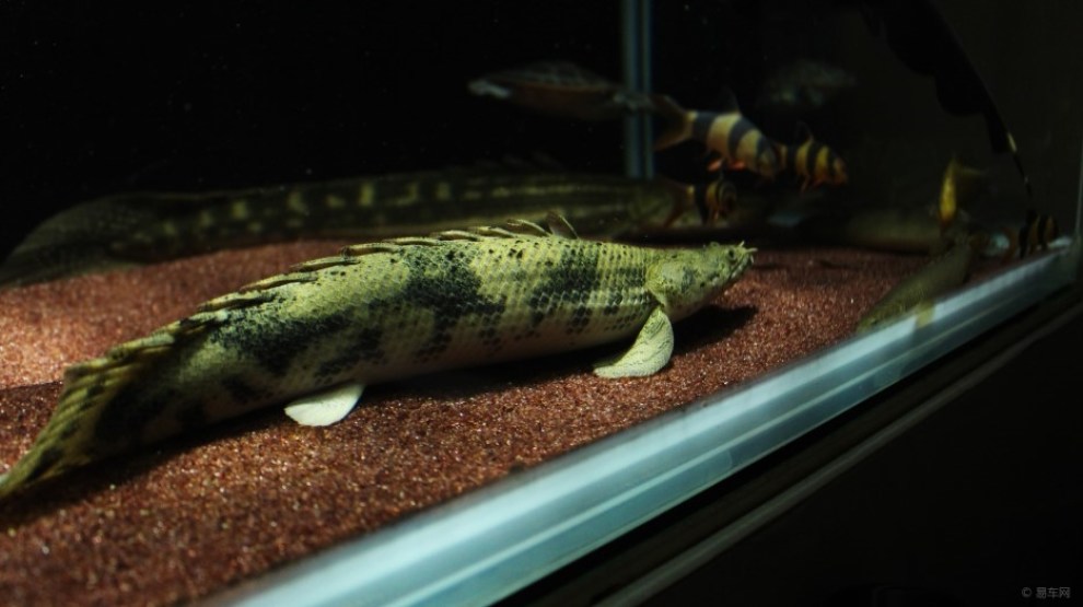 六角龍魚怎么把腮養的好看？怎么辦？