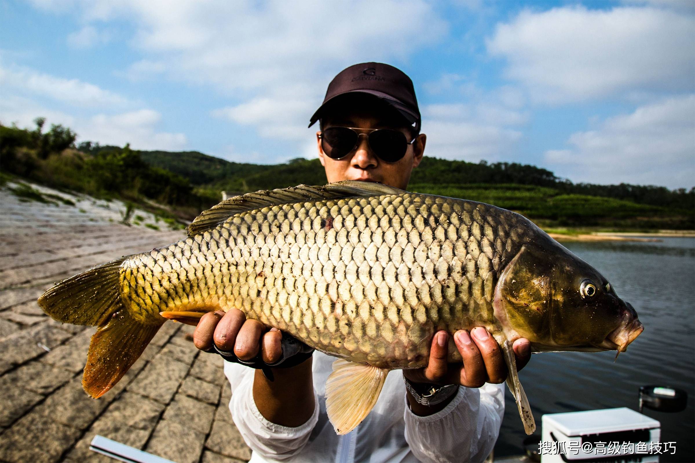 青魚是哪種魚_青魚是什么魚_魚青魚是什么魚