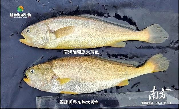 黃花魚和黃魚的區別有哪些？和黃花魚有什么區別