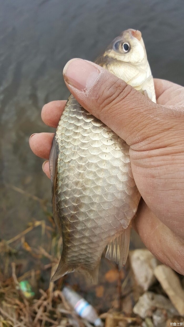 冬天釣魚的4個技巧，能上魚更多！