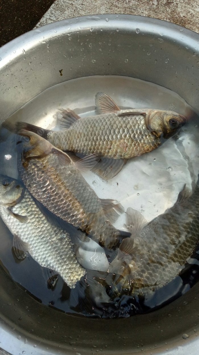 冬釣鯽魚技巧_釣鯽魚冬釣如何調漂_鯽魚冬季怎么釣