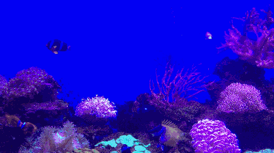 夢幻水族館動態屏保_3d夢幻水族動態壁紙3.5版_夢幻水族館屏保破解版