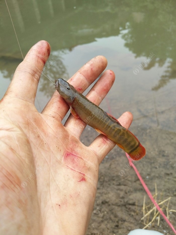 釣魚人常用的活餌之黃骨魚的棲息環境