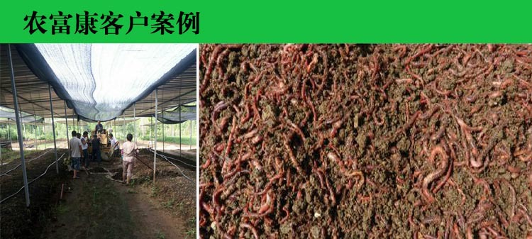養蚯蚓真的能賺錢嗎？蚯蚓養殖的成本及利潤計算