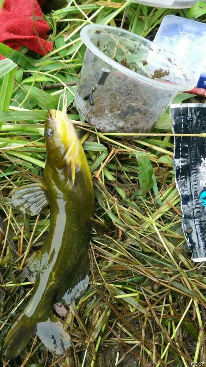 釣黃骨魚用什么餌最好_黃骨魚垂釣餌料_釣黃骨魚用什么商品餌最好