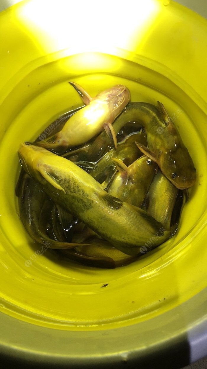 釣黃骨魚用什么商品餌最好_釣黃骨魚用什么餌最好_黃骨魚垂釣餌料