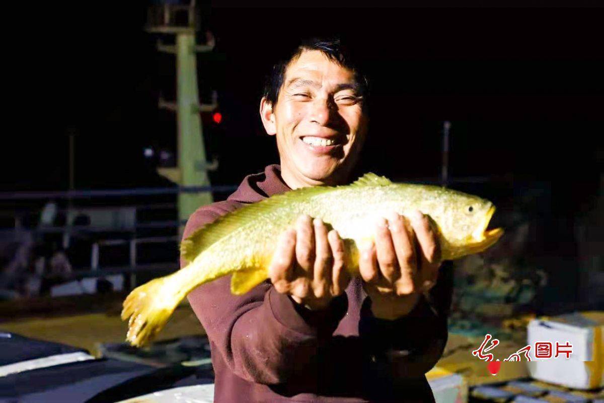 黃花魚價格_黃花魚價格是多少錢一斤_黃花魚的價格目前市場價多少